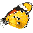 https://pattayapooches.com/wp-content/uploads/2019/08/butterfly.png